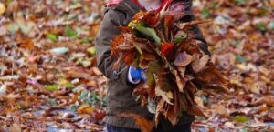child collecting leaves