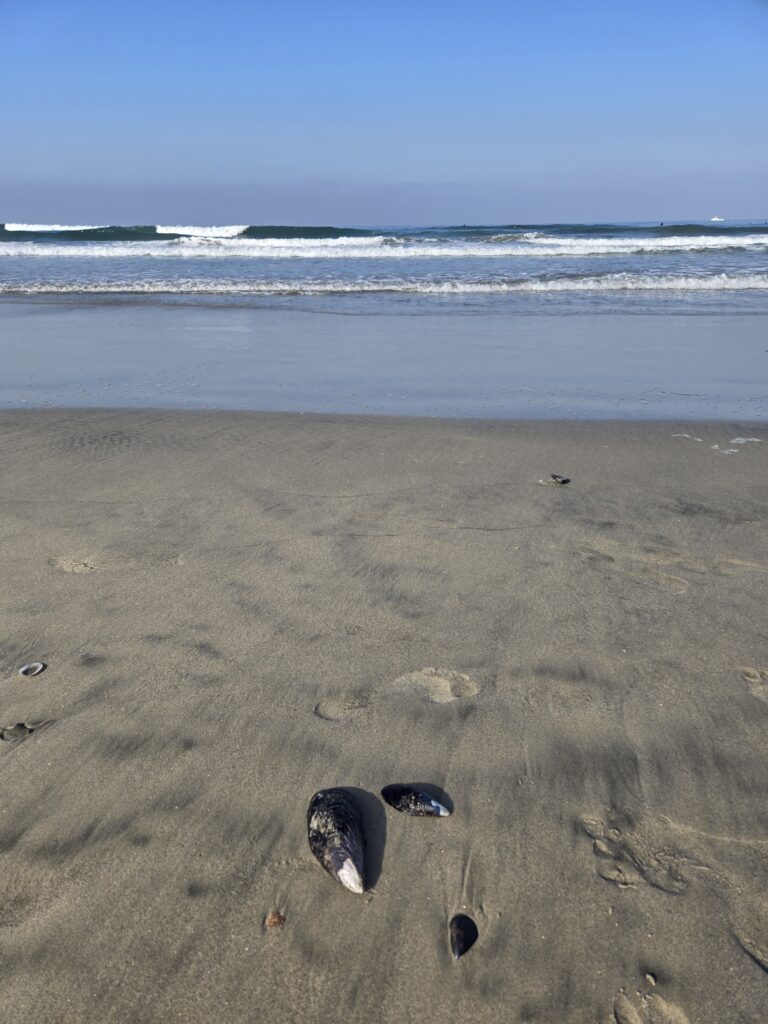 Oceanside beach